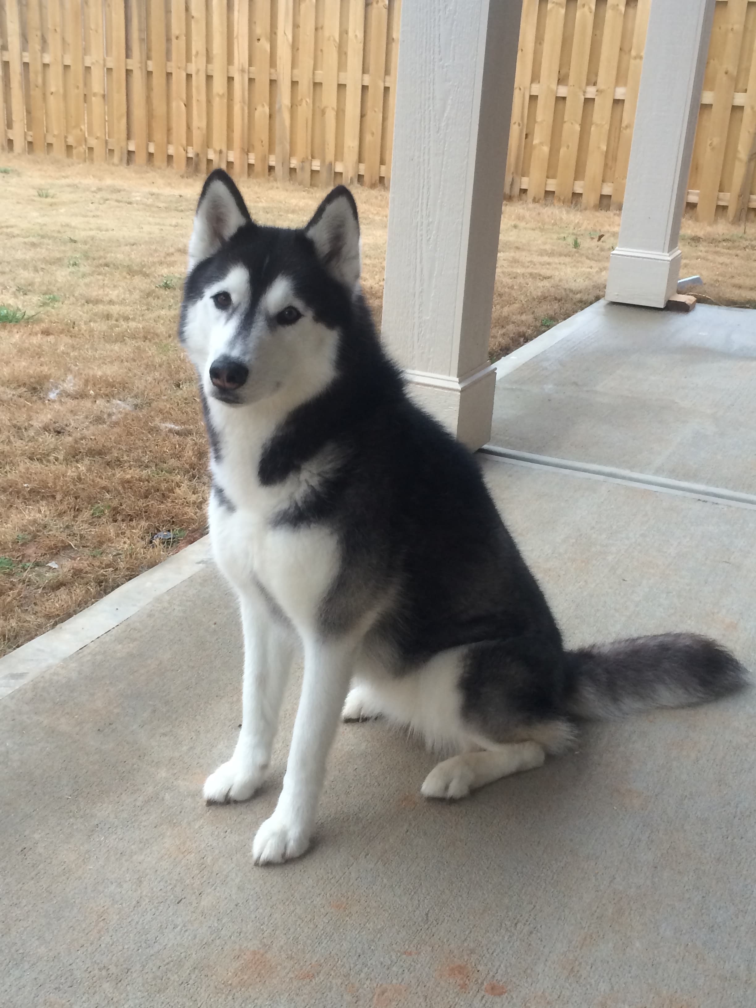 Theia, a beautiful Siberian Husky